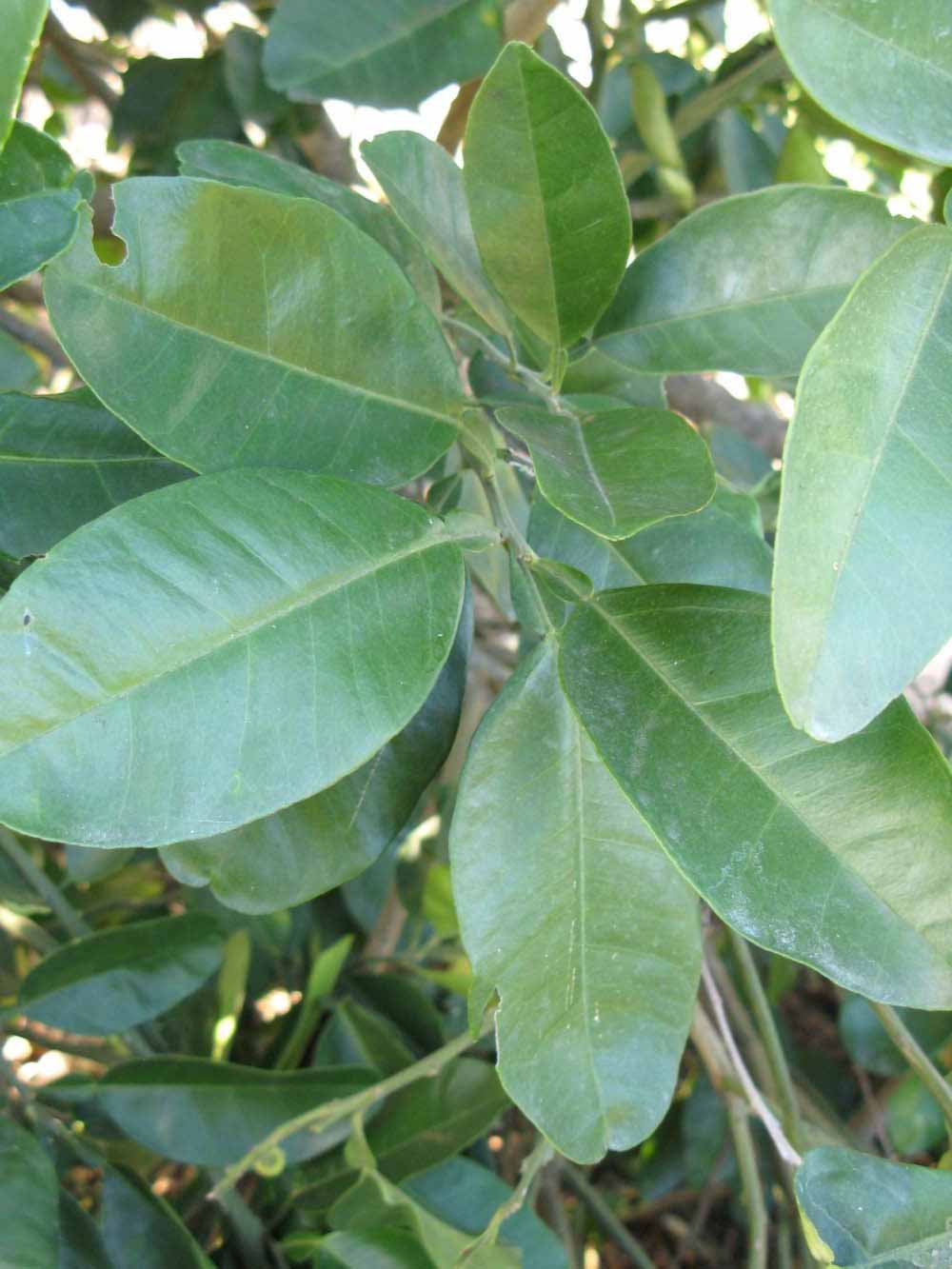            Shade leaves (Winter Haven, FL)   